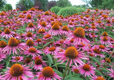 3 Top Anti-viral Herbs