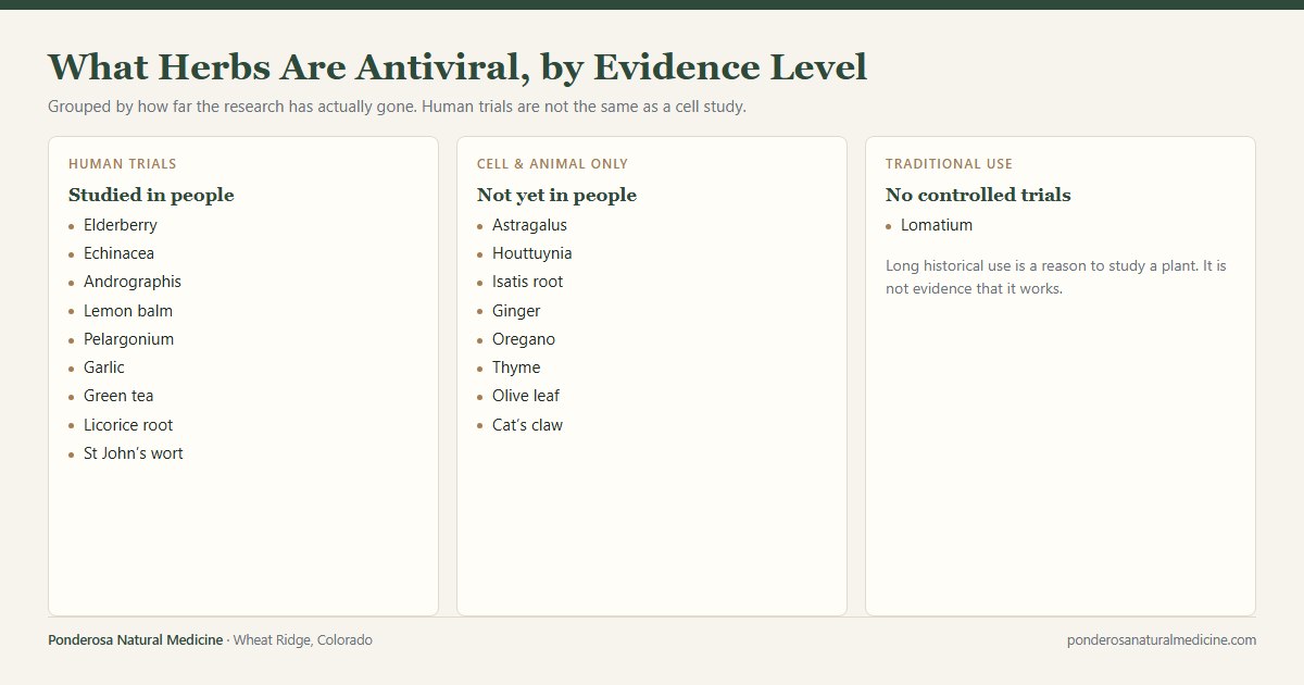 What Herbs Are Antiviral? An Honest, Evidence-Based List
