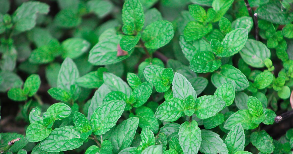 Herbs for Viral Infection: An Honest Guide to the Evidence