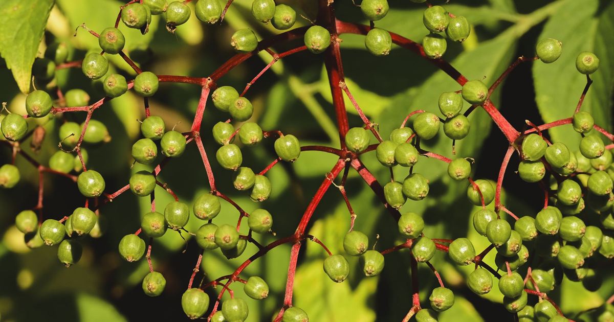 Natural Antiviral Herbs: The Timing Mistake to Avoid